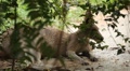 Kangaroo Eating, Relaxing, Marsupial from the family Macropodidae, Australian Video