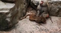 video clip 8644467