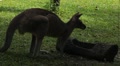Kangaroo Eating, Relaxing, Marsupial from the family Macropodidae, Australian Video