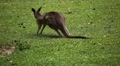 Kangaroo Eating, Relaxing, Marsupial from the family Macropodidae, Australian Video