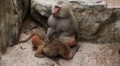 video clip 8645337