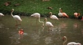 video clip 8645545