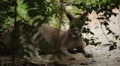 Kangaroo Eating, Relaxing, Marsupial from the family Macropodidae, Australian Video