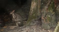 Kangaroo Eating, Relaxing, Marsupial from the family Macropodidae, Australian Video