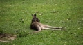 Kangaroo Eating, Relaxing, Marsupial from the family Macropodidae, Australian Video