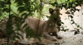 Kangaroo Eating, Relaxing, Marsupial from the family Macropodidae, Australian Video
