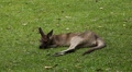 Kangaroo Eating, Relaxing, Marsupial from the family Macropodidae, Australian Video