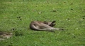 Kangaroo Eating, Relaxing, Marsupial from the family Macropodidae, Australian Video