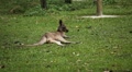 Kangaroo Eating, Relaxing, Marsupial from the family Macropodidae, Australian Video
