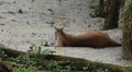 Kangaroo Eating, Relaxing, Marsupial from the family Macropodidae, Australian Video