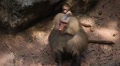 video clip 8646813