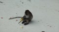 video clip 8647291