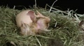hatching chick HD