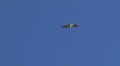Peregrin Falcon flying in the sky