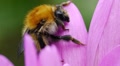 Sleeping bumblebee Video