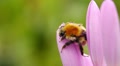 Sleeping bumblebee Video