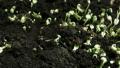 growing beans dolly