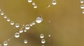 Close-up of dew water droplets on spider web Video