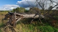 Fallen pine tree Video