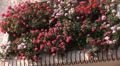 Tokyo Building - Flower - Zoom Out Video