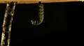 Metamorphosis of a monarch caterpillar / butterfly