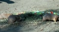 Group of Marmots eating carrots Video