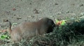 Marmot close up eating hay and fruits Video