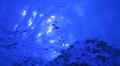 video clip 8831501