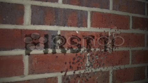 After Effects Project - Pond5 Brick wall chisel 8834118 After Effects Project - Pond5 Brick wall chisel 8834118