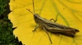 Macro Grasshopper Exploring the Beautiful Nature Video