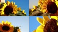 video clip 8840361