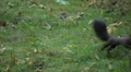 video clip 8846075