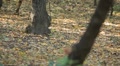 video clip 8846205