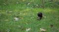 video clip 8846239