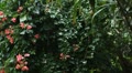 video clip 8847335