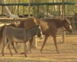 video clip 8849441
