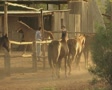Pull out shot of group of horses Video