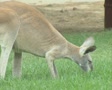 Kangaroo grazing Video