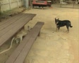 video clip 8850391