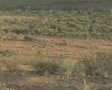 video clip 8850617