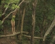 video clip 8851333