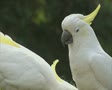video clip 8852415