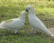 video clip 8852481