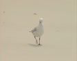 video clip 8852743