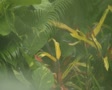 video clip 8852813
