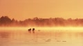 Dawn on the lake Video