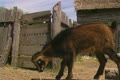 video clip 8892781