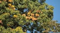 Beautiful Colorful Autumn Foliage, Changing Season, Forest, Trees Video