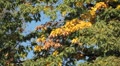 Beautiful Colorful Autumn Foliage, Changing Season, Forest, Trees Video