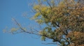Beautiful Colorful Autumn Foliage, Changing Season, Forest, Trees Video